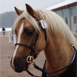 Bridon luxe mini shetland HB